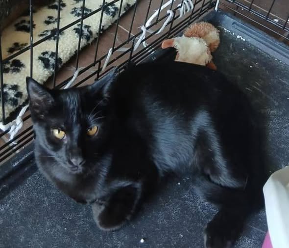 Chat à adopter — Adoption d'animaux en France Bouches-du-Rhône
