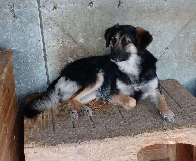 Ashley — Adoption d'animaux en France Côte-d'Or