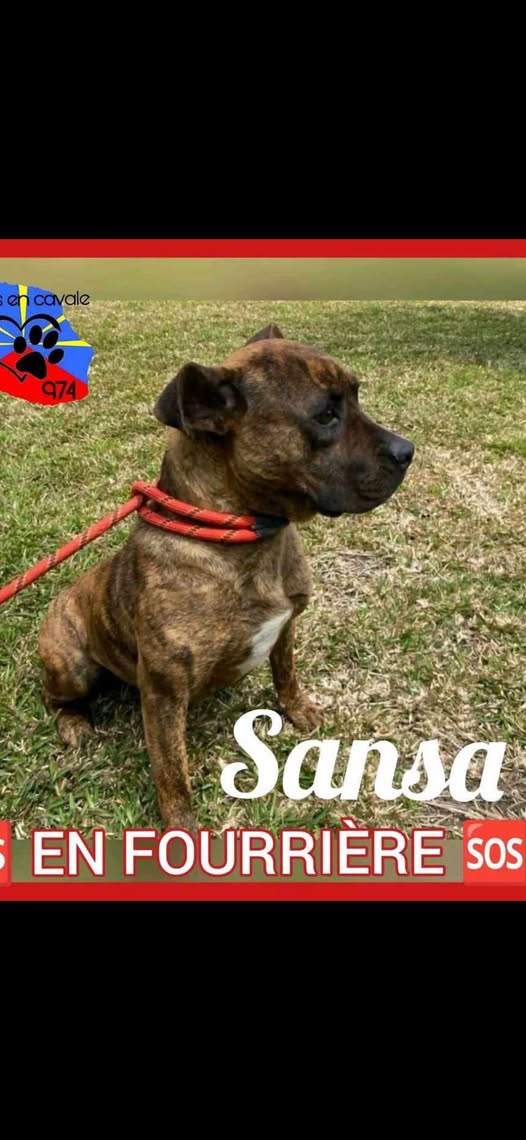 Sansa — Adoption d'animaux en France La Réunion