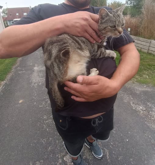 Chat à adopter