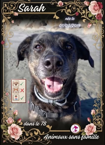 Sarah — Adoption d'animaux en France Yvelines
