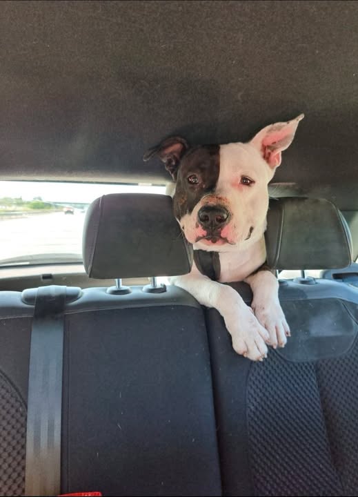 Tyson — Adoption d'animaux en France Drôme