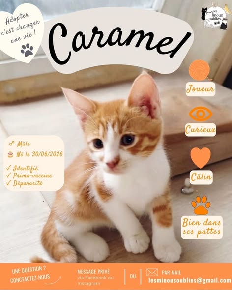 Caramel — Adoption d'animaux en France Val-de-Marne