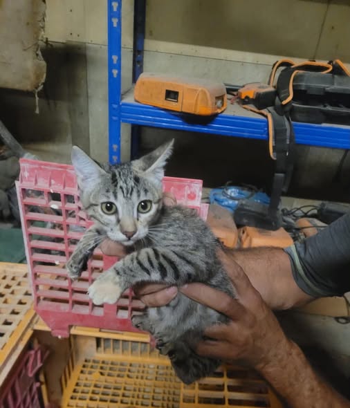Chat à adopter — Adoption d'animaux en France Bouches-du-Rhône