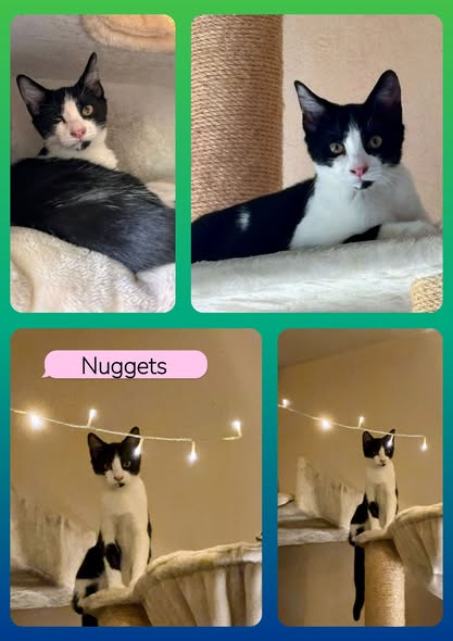 Nuggets — Adoption d'animaux en France Val-de-Marne