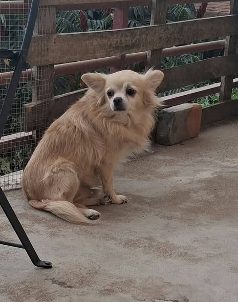 Ravenn — Adoption d'animaux en France Loire