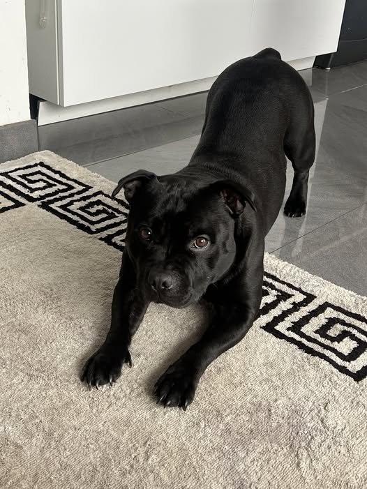 Chien à adopter — Adoption d'animaux en France Hérault
