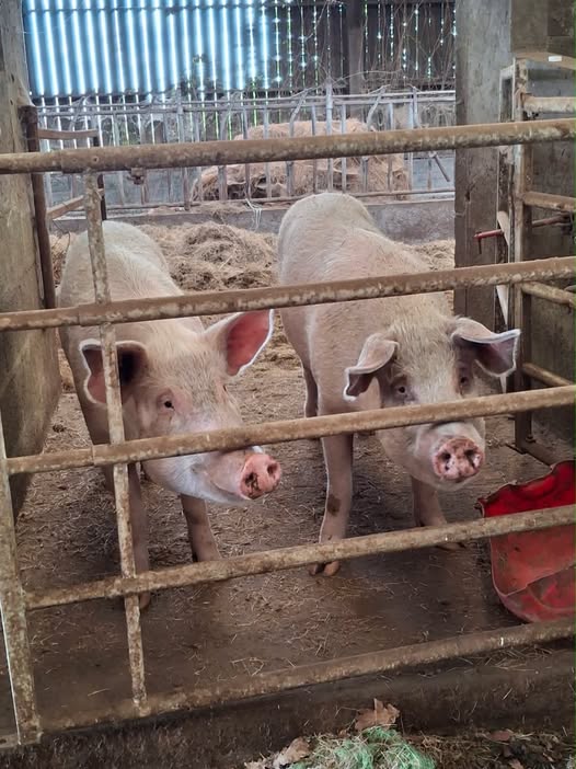 Cochons