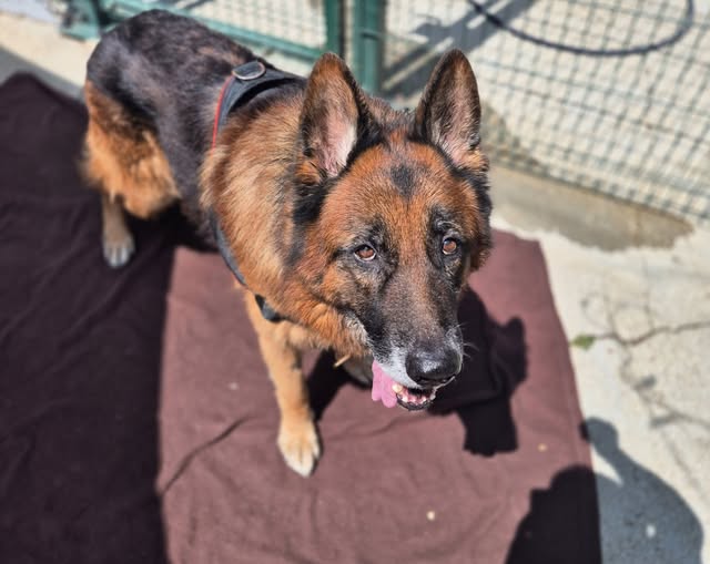 Chien à adopter