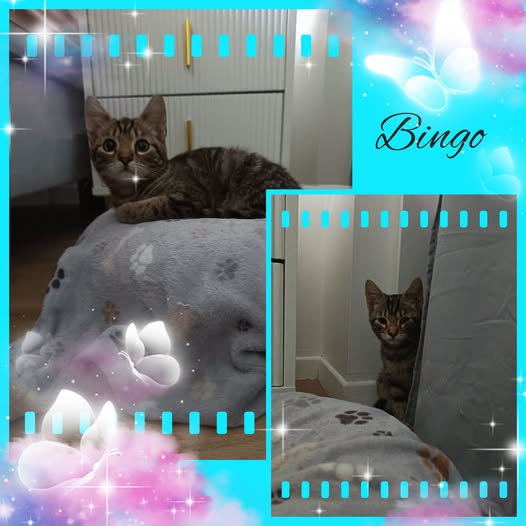 Bingo