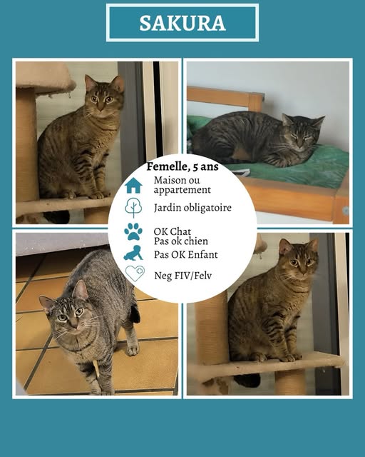 SAKURA — Adoption d'animaux en France Loire-Atlantique