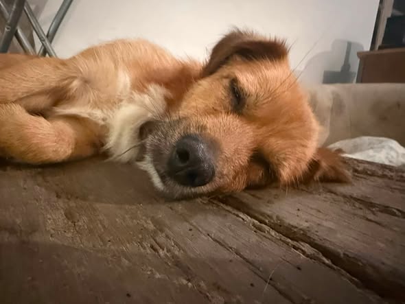 Bingo — Adoption d'animaux en France Val-de-Marne