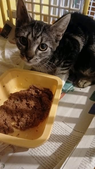 Chat à adopter