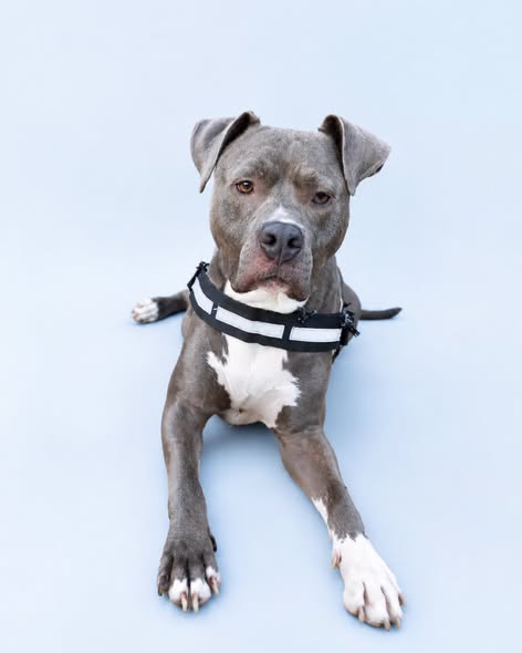 Saiko — Adoption d'animaux en France Yonne