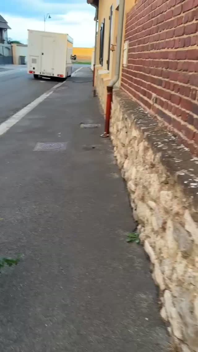 Animal à adopter