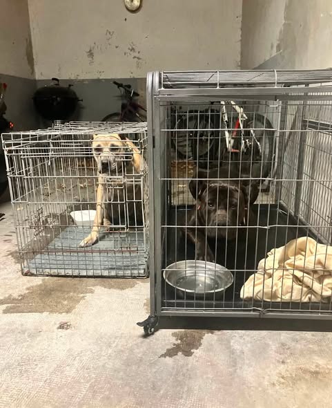 Chien à adopter — Adoption d'animaux en France Paris