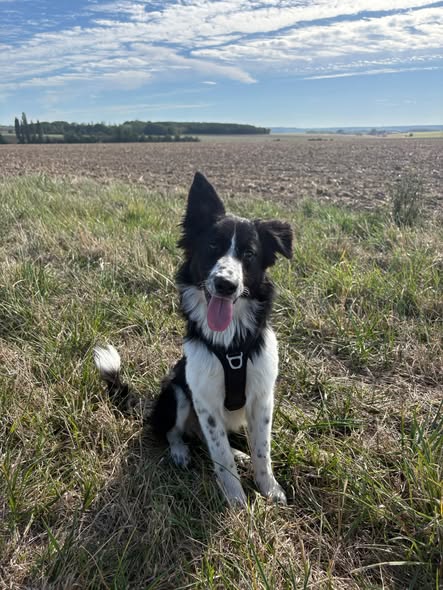 Bandit — Adoption d'animaux en France Yvelines