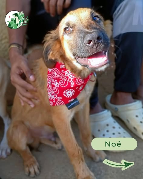 Noé — Adoption d'animaux en France Paris