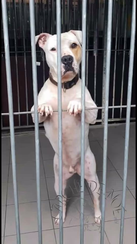Aiko — Adoption d'animaux en France Finistère