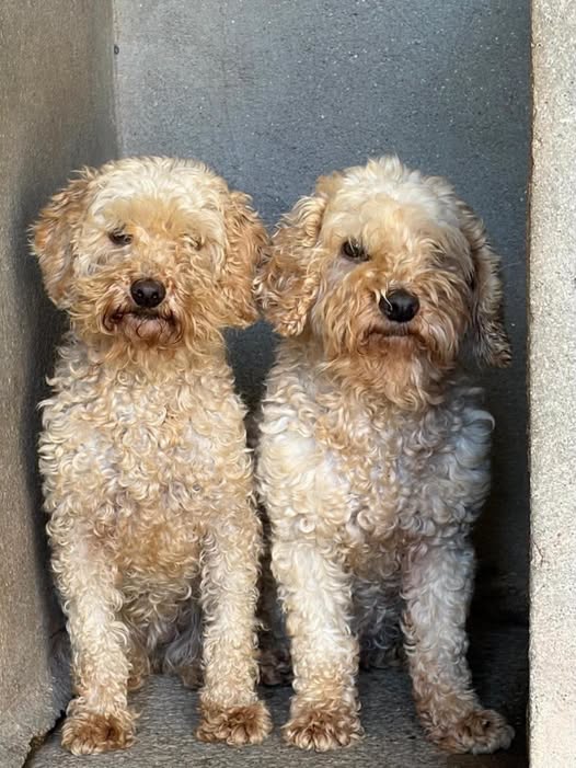Chien à adopter — Adoption d'animaux en France Seine-Maritime