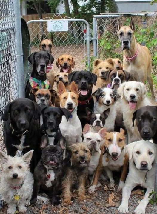 Chien à adopter