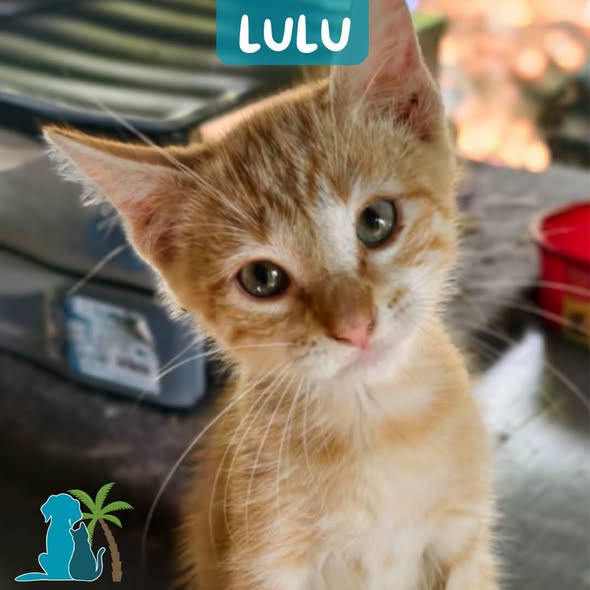 Lulu