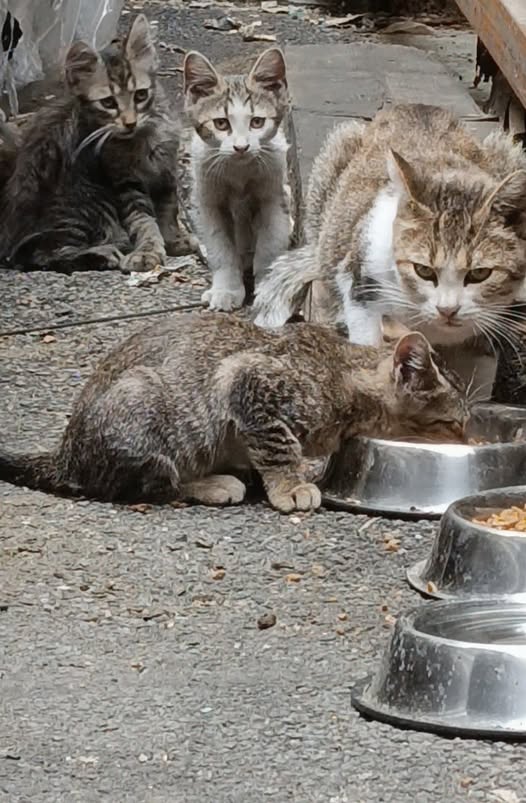 chatons — Adoption d'animaux en France Paris