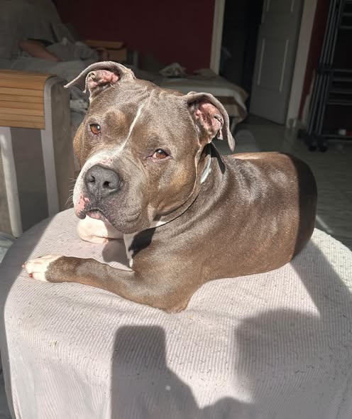 Baky — Adoption d'animaux en France Drôme