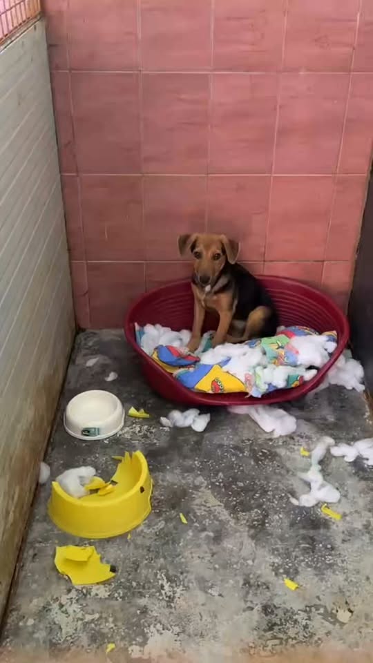 Chien à adopter
