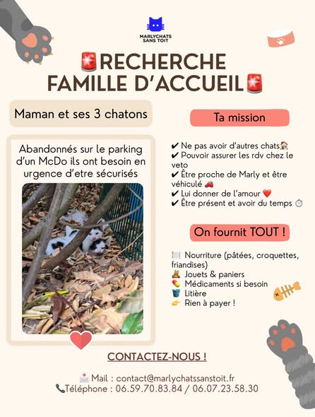 Maman et ses 3 chatons — Adoption d'animaux en France Yvelines