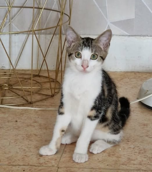 Maki — Adoption d'animaux en France Essonne