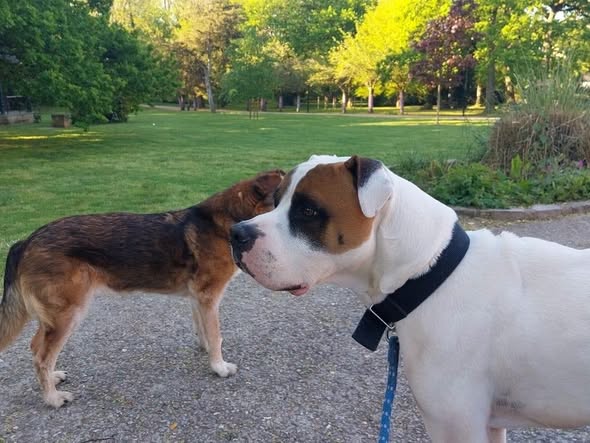 Rock — Adoption d'animaux en France Essonne