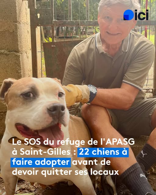 Chien à adopter — Adoption d'animaux en France Gard