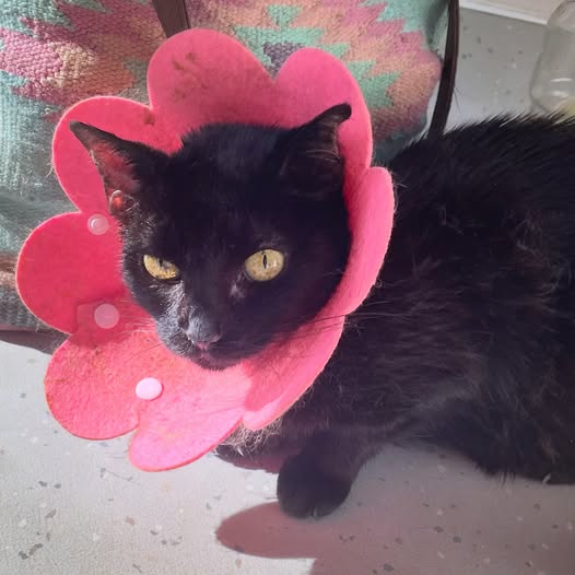 Katniss — Adoption d'animaux en France Bouches-du-Rhône