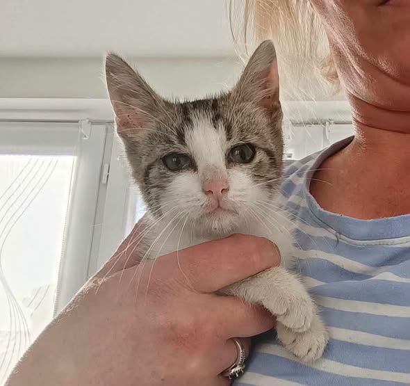 Chat à adopter — Adoption d'animaux en France Nord