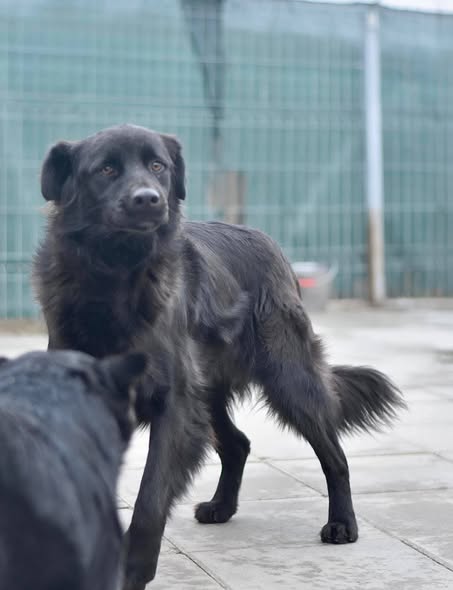 Hélios — Adoption d'animaux en France Martinique