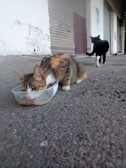 Chat à adopter