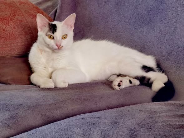 Diva — Adoption d'animaux en France Yvelines