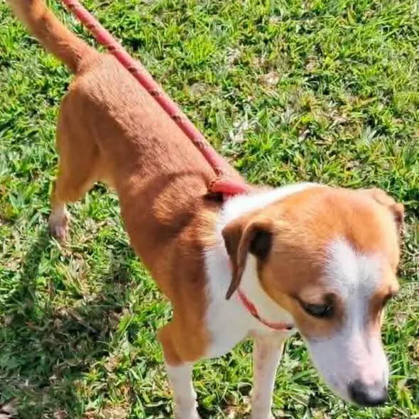 Sonic — Adoption d'animaux en France Nord