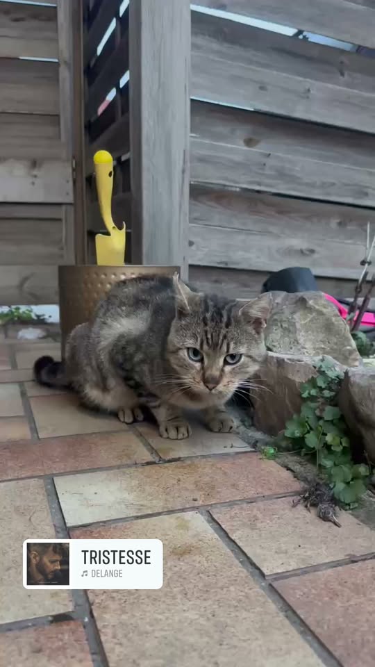 Glouton — Adoption d'animaux en France Moselle