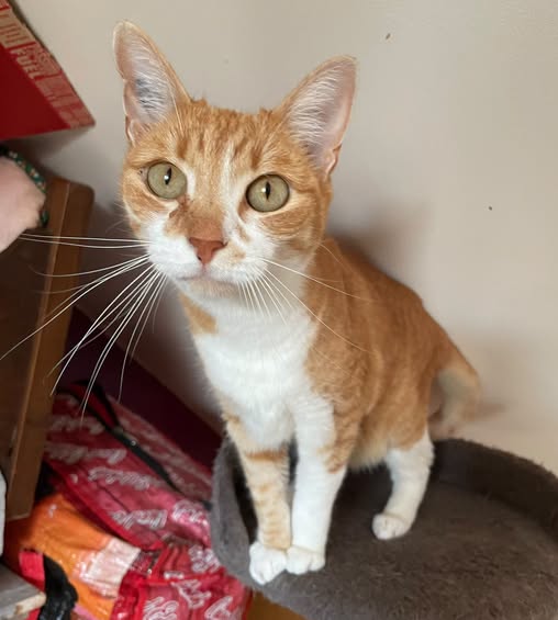 Frimousse — Adoption d'animaux en France Var