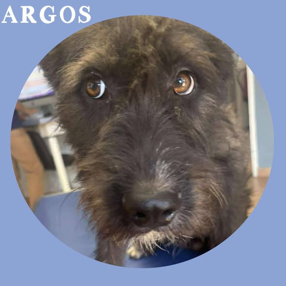 Argos — Adoption d'animaux en France La Réunion