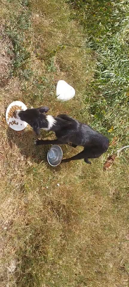 Chien à adopter — Adoption d'animaux en France La Réunion