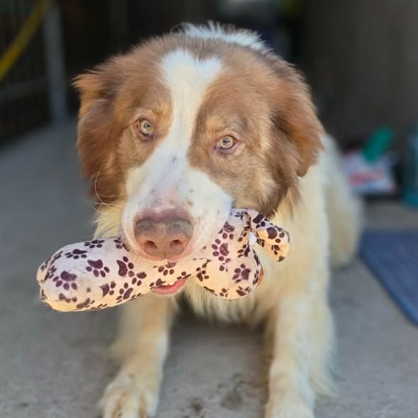 Lior — Adoption d'animaux en France Bas-Rhin