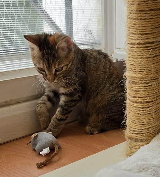 Sora — Adoption d'animaux en France Essonne