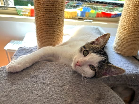 Le Frangin — Adoption d'animaux en France Essonne