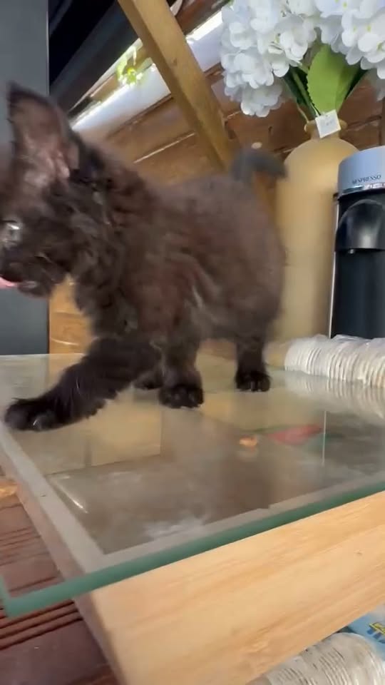 minette et chaton — Adoption d'animaux en France Val-de-Marne