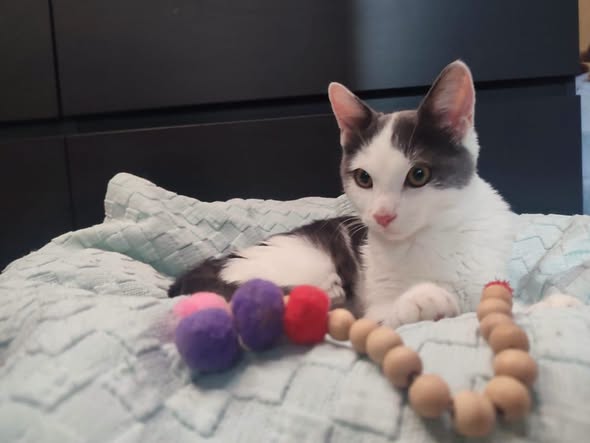 Valkyrie — Adoption d'animaux en France Seine-et-Marne