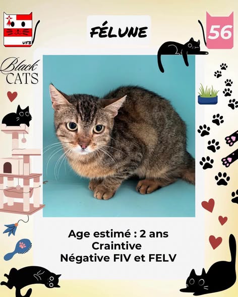 Félune — Adoption d'animaux en France Ille-et-Vilaine