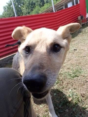 DEBUSSY — Adoption d'animaux en France Dordogne